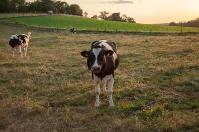 Tiere im Bed & Breakfast oder in der Nähe