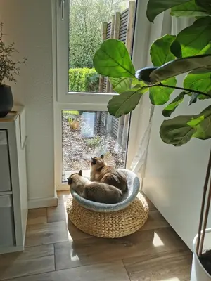 Grundriss der Unterkunft Separate Privat Room in shared Apartment with 2 cats and 1 person