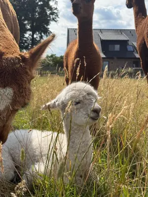 Tiere in der Ferienwohnung oder in der Nähe