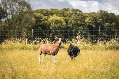 Tiere in der Ferienwohnung oder in der Nähe