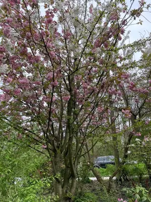 Ein Garten an der Unterkunft Ferienwohnung im Wald