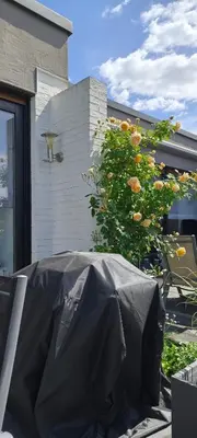 Grundriss der Unterkunft Moderne Doppelhaushälfte mit Süd-West-Terrasse