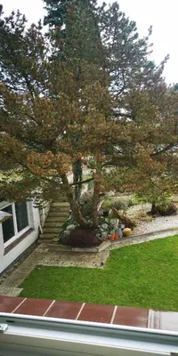 Ein Garten an der Unterkunft Pinienblick