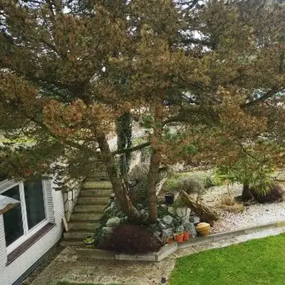 Pinienblick