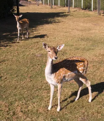 Tiere im Hotel oder in der Nähe