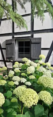 Ein Garten an der Unterkunft bei GRETA 35