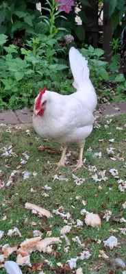 Tiere in der Ferienwohnung oder in der Nähe