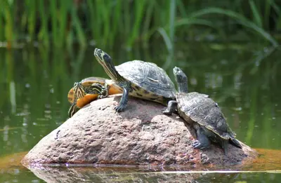 Tiere im Hotel oder in der Nähe