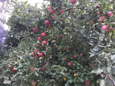 Ein Garten an der Unterkunft finkeshaus