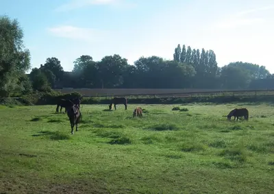 Tiere in der Ferienwohnung oder in der Nähe