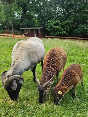 Tiere in der Ferienwohnung oder in der Nähe