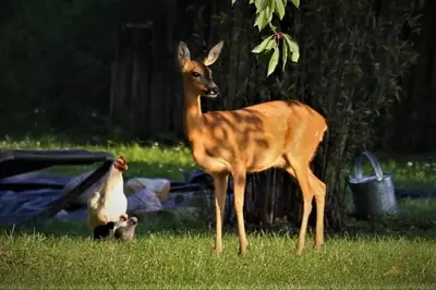 Tiere in der Ferienwohnung oder in der Nähe