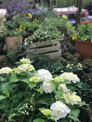 Ein Garten an der Unterkunft Hotel Cascade Superior