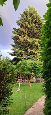 Ein Garten an der Unterkunft Bungalow an der Tanne mit überdachter Terrasse