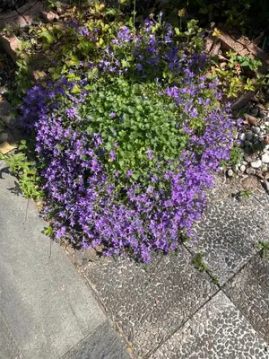 Ein Garten an der Unterkunft Apartment am Grünen Ring